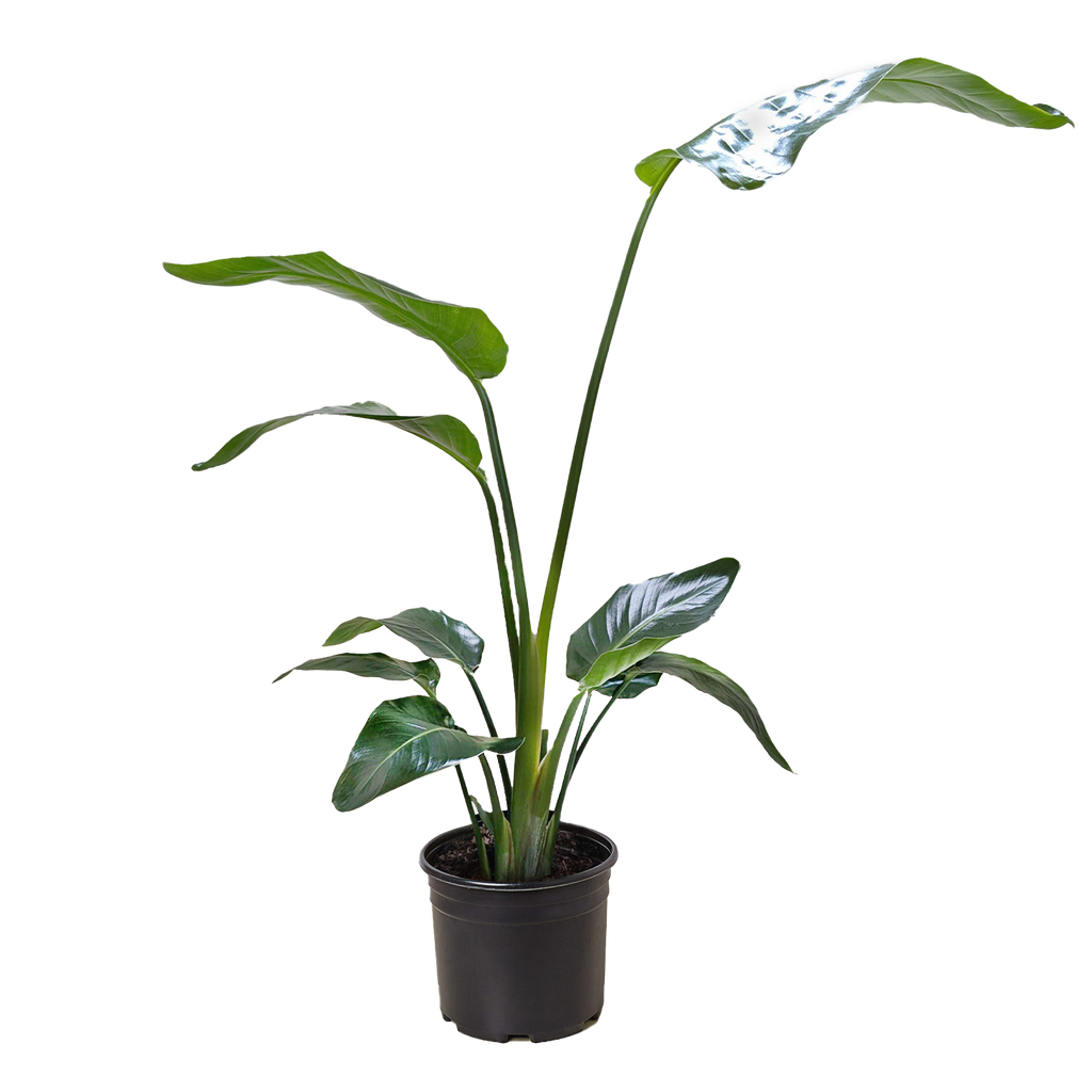 White Bird of Paradise 'Strelitzia Nicolai' – view 4