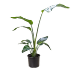 White Bird of Paradise 'Strelitzia Nicolai' – view 4