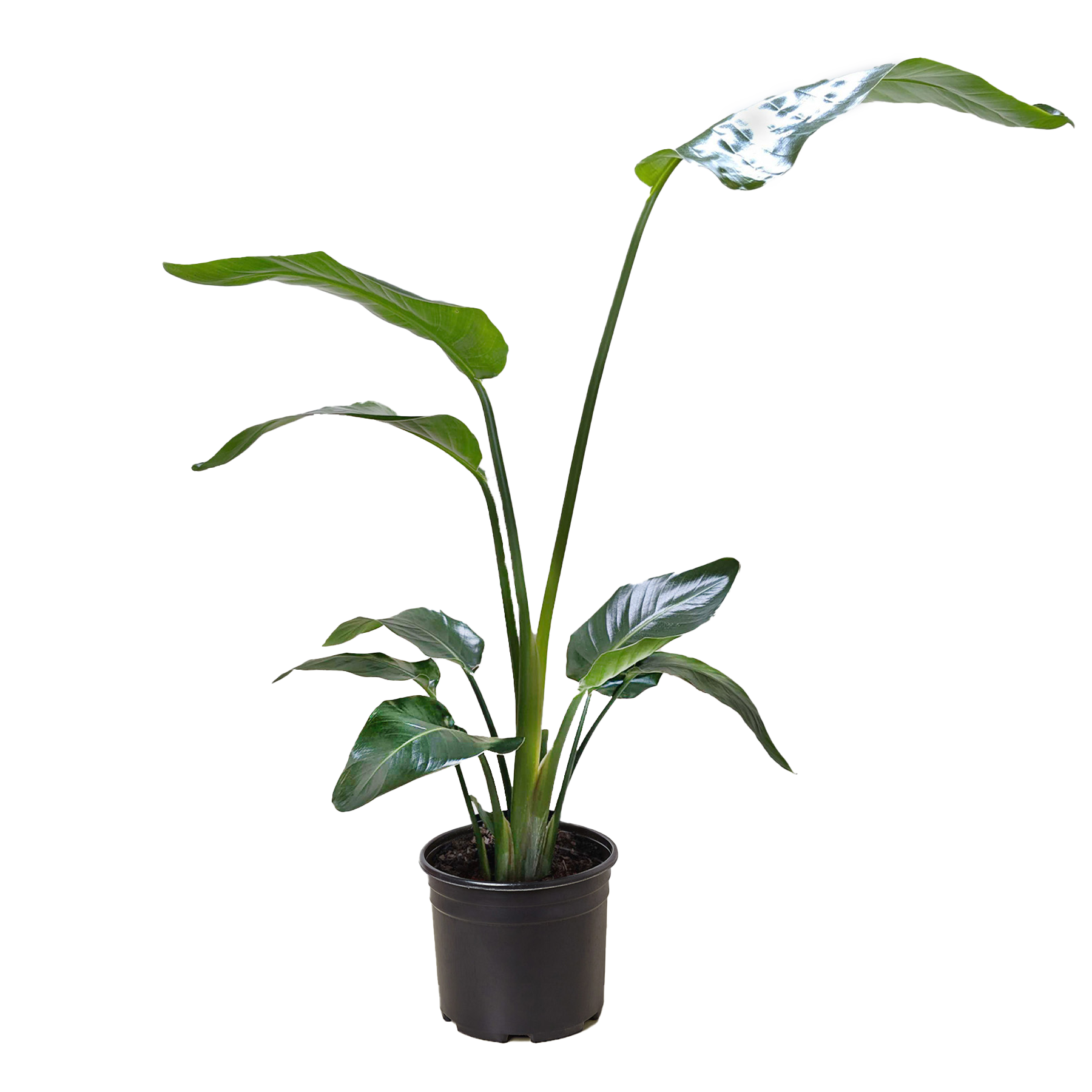 White Bird of Paradise 'Strelitzia Nicolai' – view 4