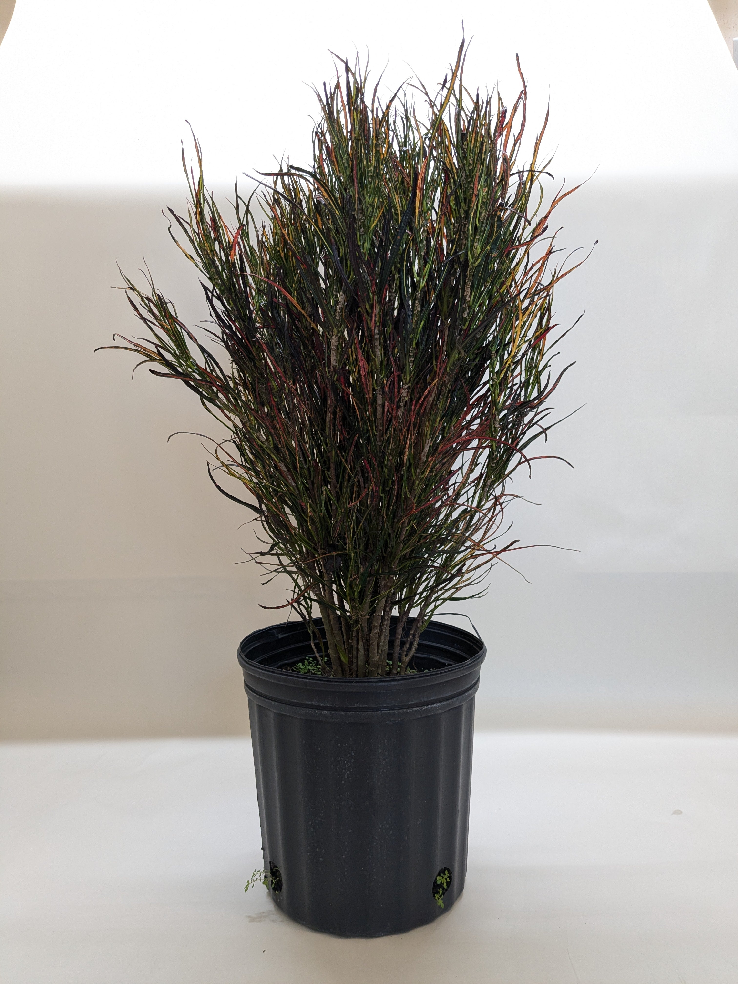 Croton 'Picasso' – view 5