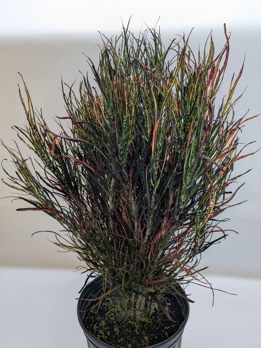 Croton 'Picasso' – view 6