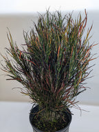 Croton 'Picasso' – view 6