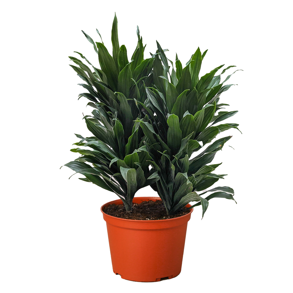 Dracaena 'Janet Craig' – view 6