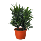 Dracaena 'Janet Craig' – view 6