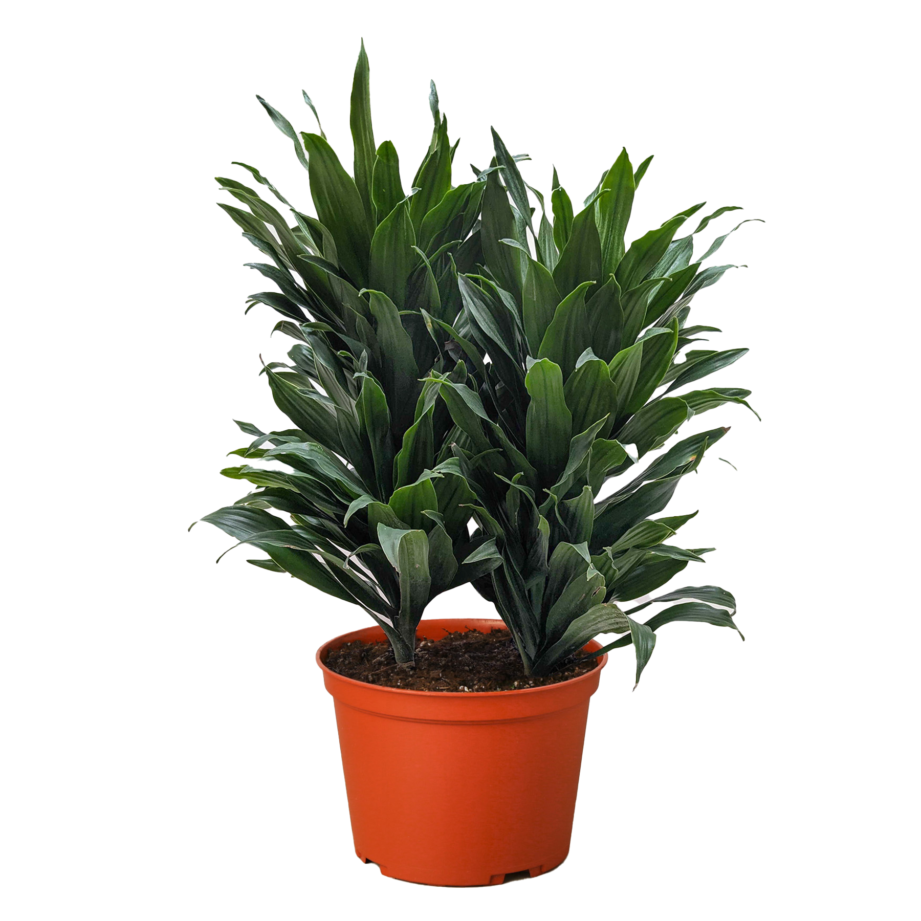 Dracaena 'Janet Craig' – view 6