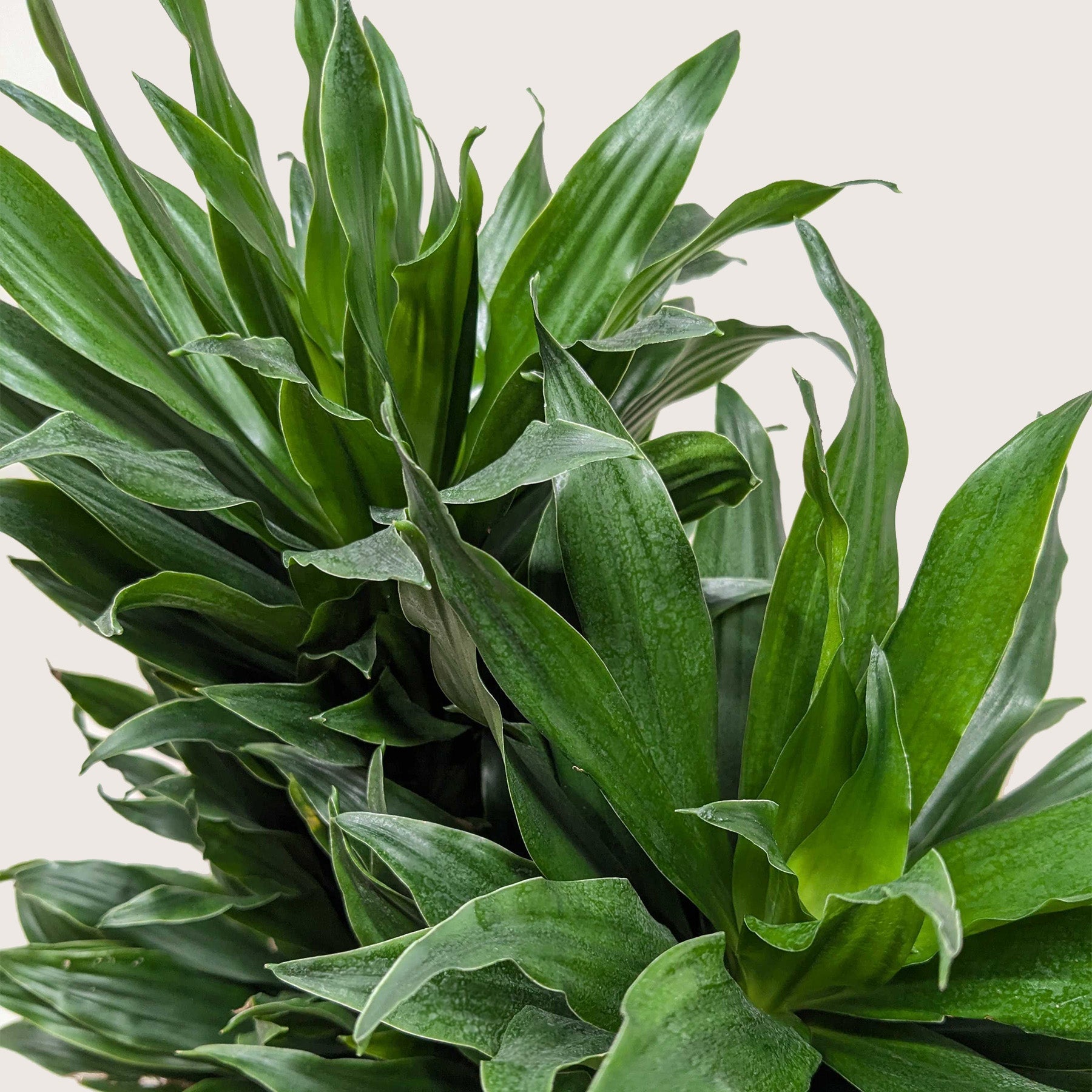 Dracaena 'Janet Craig' – view 7