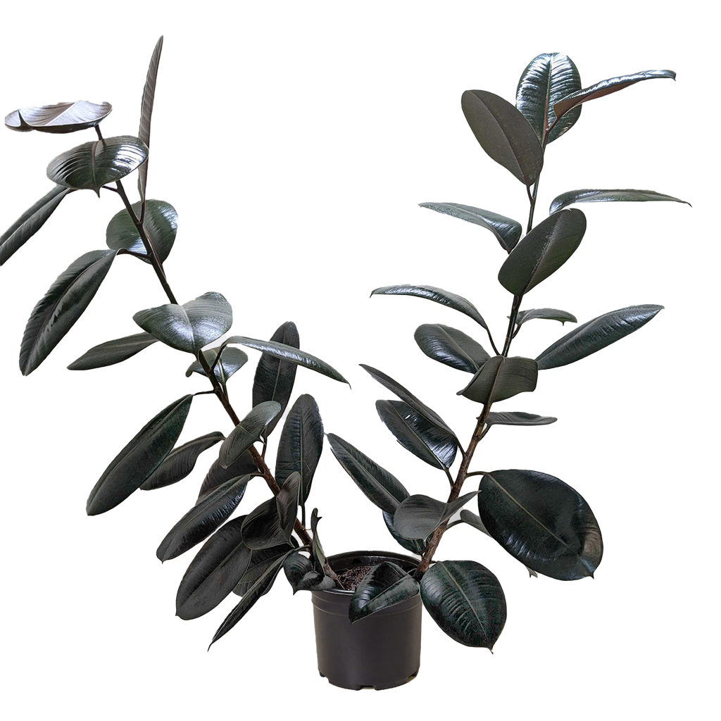 Ficus Elastica 'Burgundy' – view 6