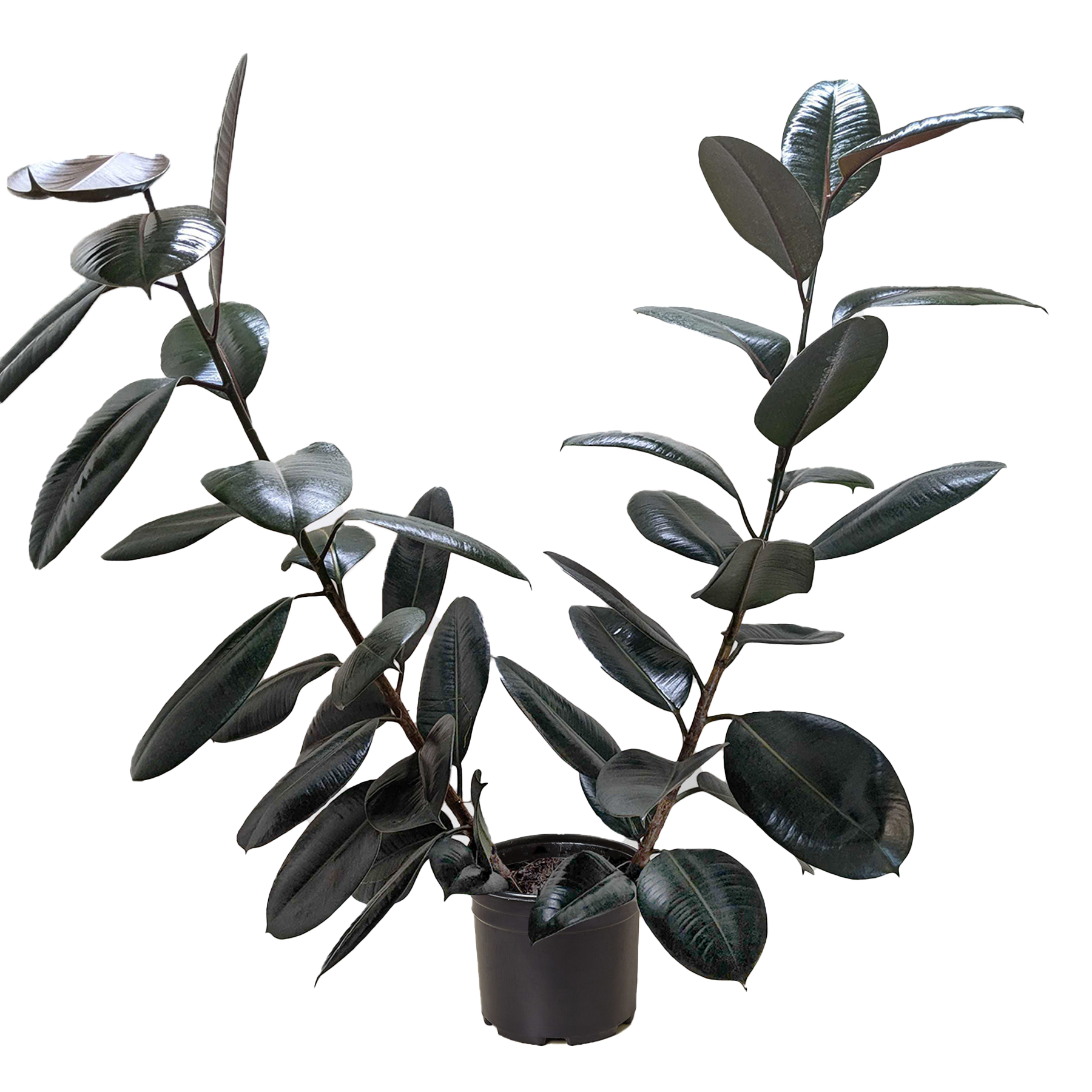 Ficus Elastica 'Burgundy' – view 6