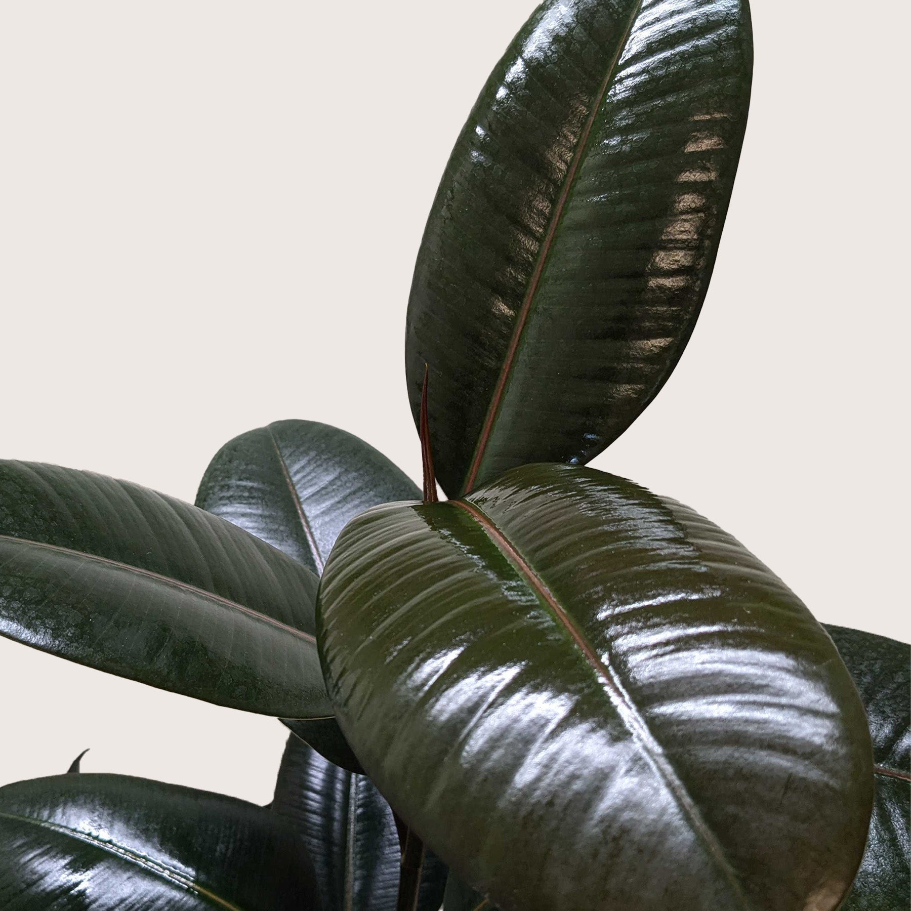 Ficus Elastica 'Burgundy' – view 7