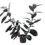 Ficus Elastica 'Burgundy' – view 6