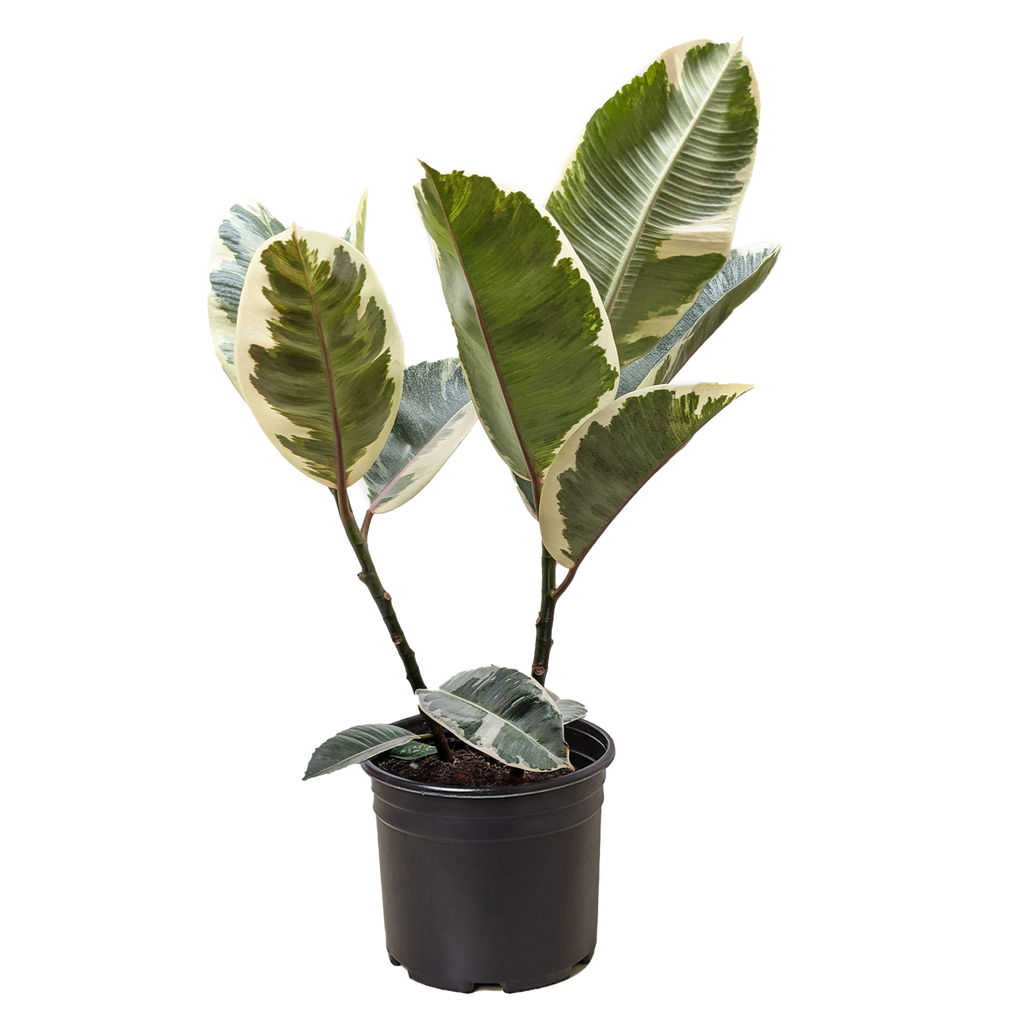 Ficus Elastica 'Tineke' – view 6