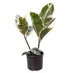 Ficus Elastica 'Tineke' – view 6