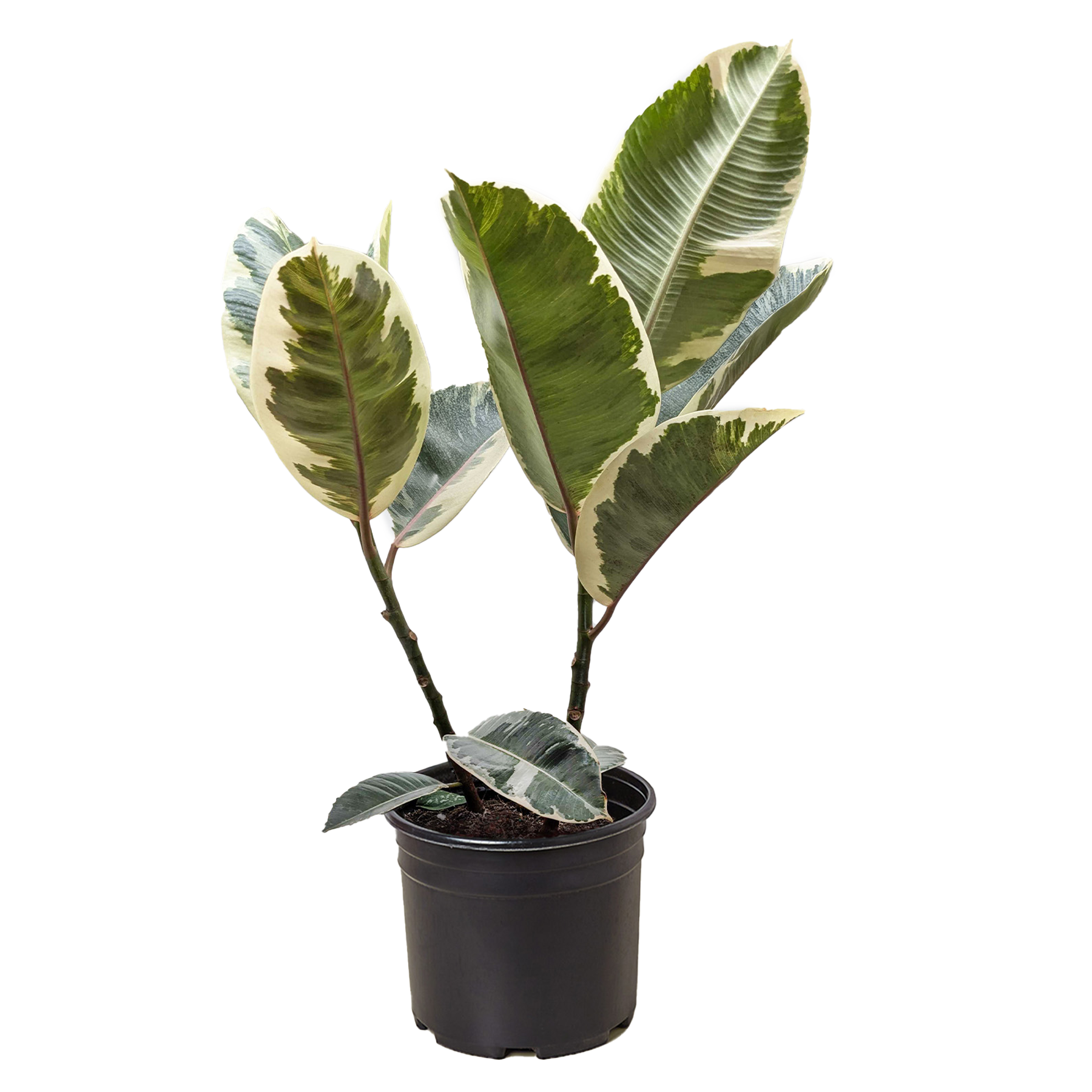 Ficus Elastica 'Tineke' – view 6