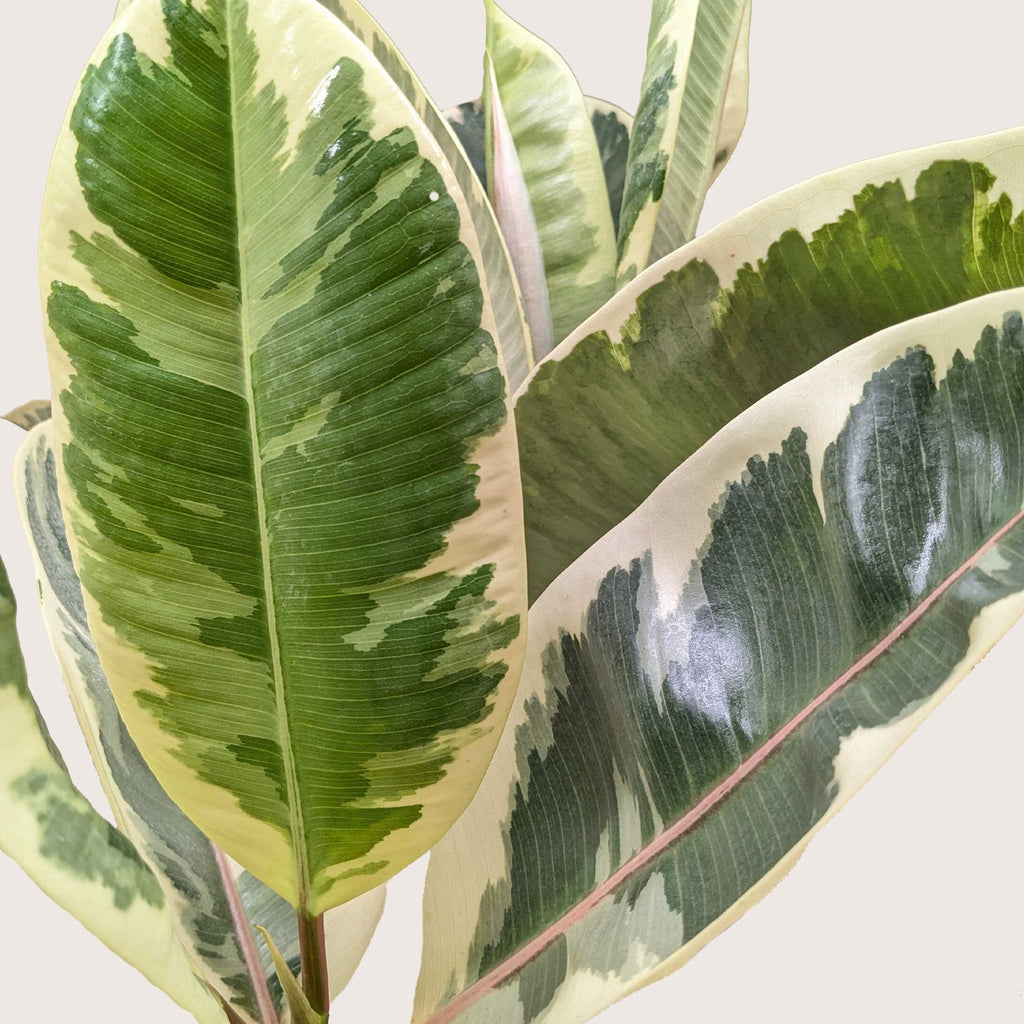 Ficus Elastica 'Tineke' – view 7
