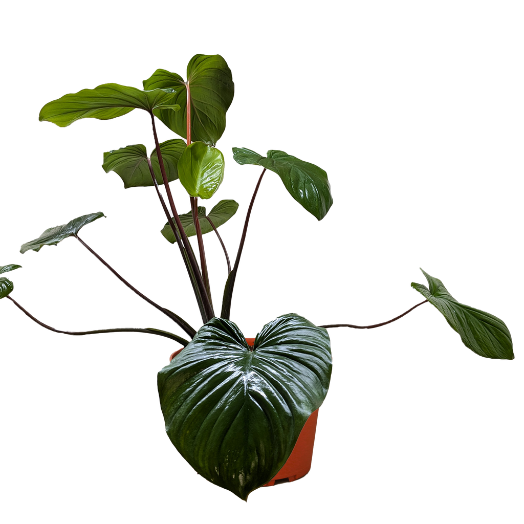 Homalomena 'Emerald Gem' – view 4