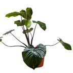 Homalomena 'Emerald Gem' – view 4