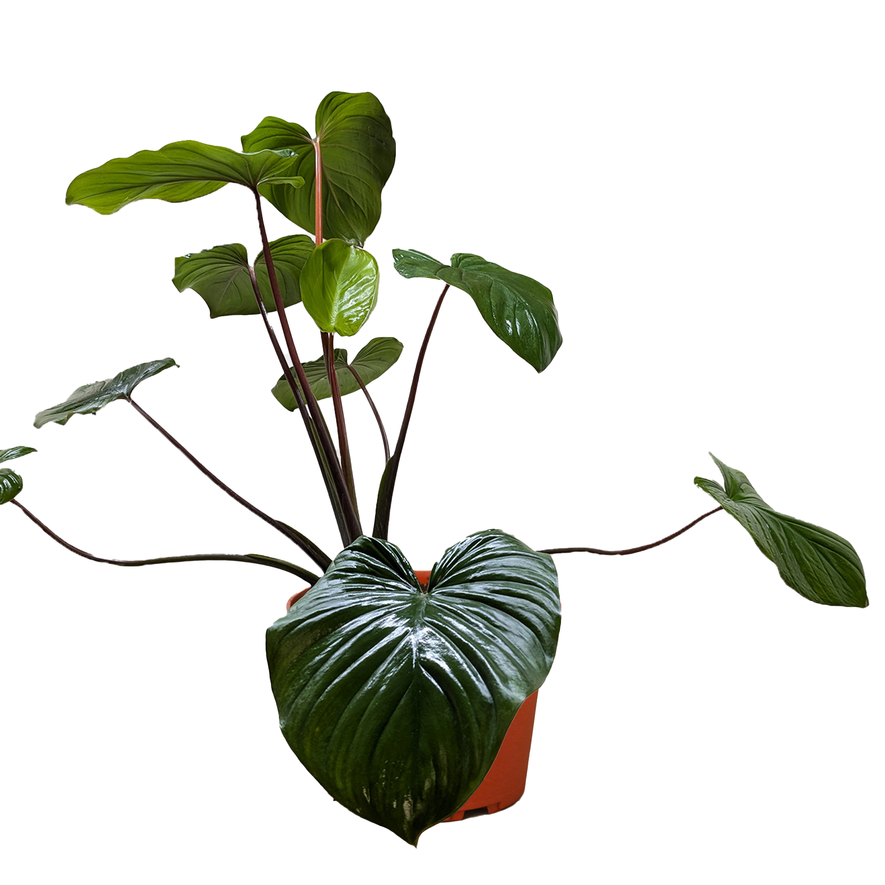 Homalomena 'Emerald Gem' – view 4
