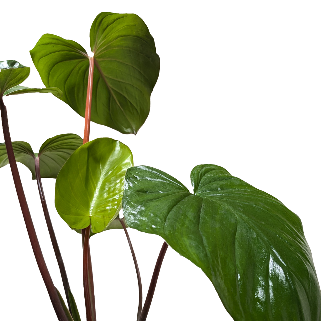 Homalomena 'Emerald Gem' – view 5