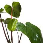 Homalomena 'Emerald Gem' – view 5