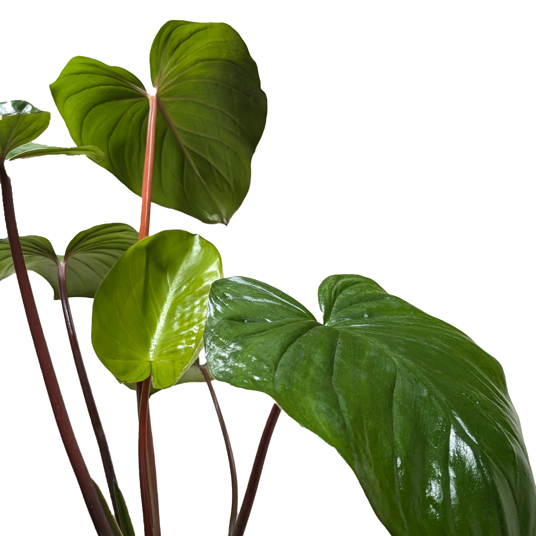 Homalomena 'Emerald Gem' – view 5