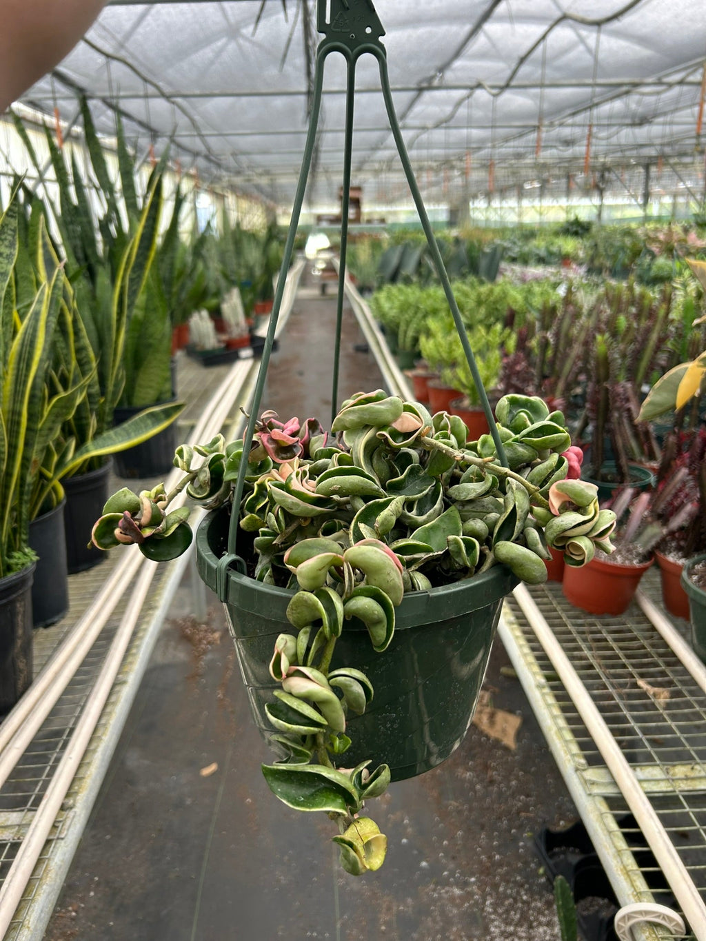 Hoya 'Rope Plant' Variegated – view 4