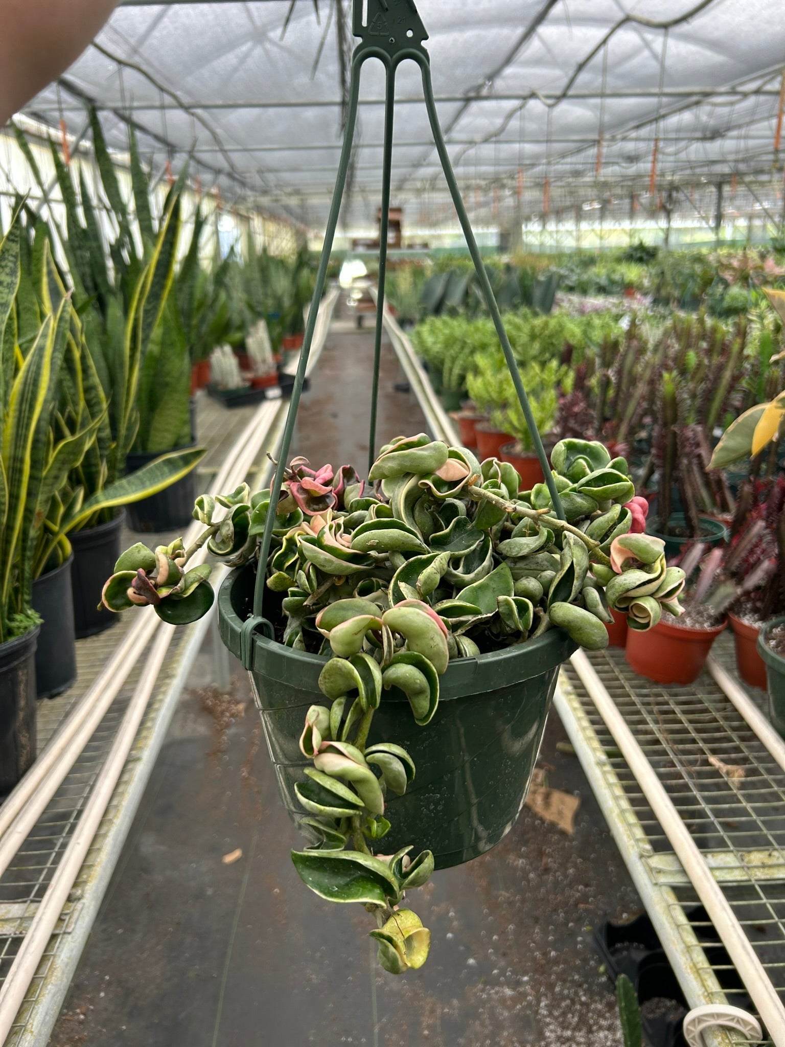 Hoya 'Rope Plant' Variegated – view 4
