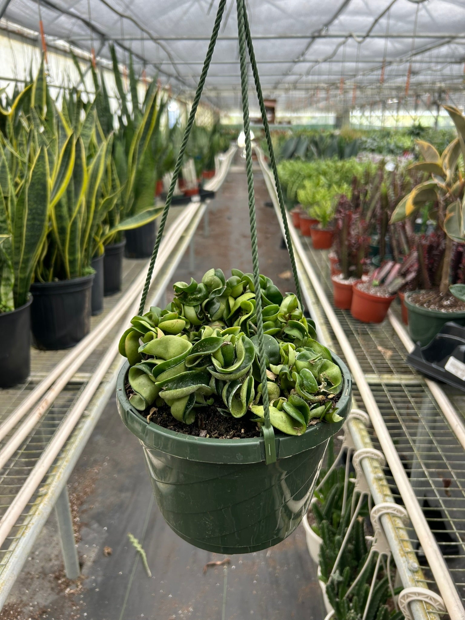 Hoya Rope Plant – view 10