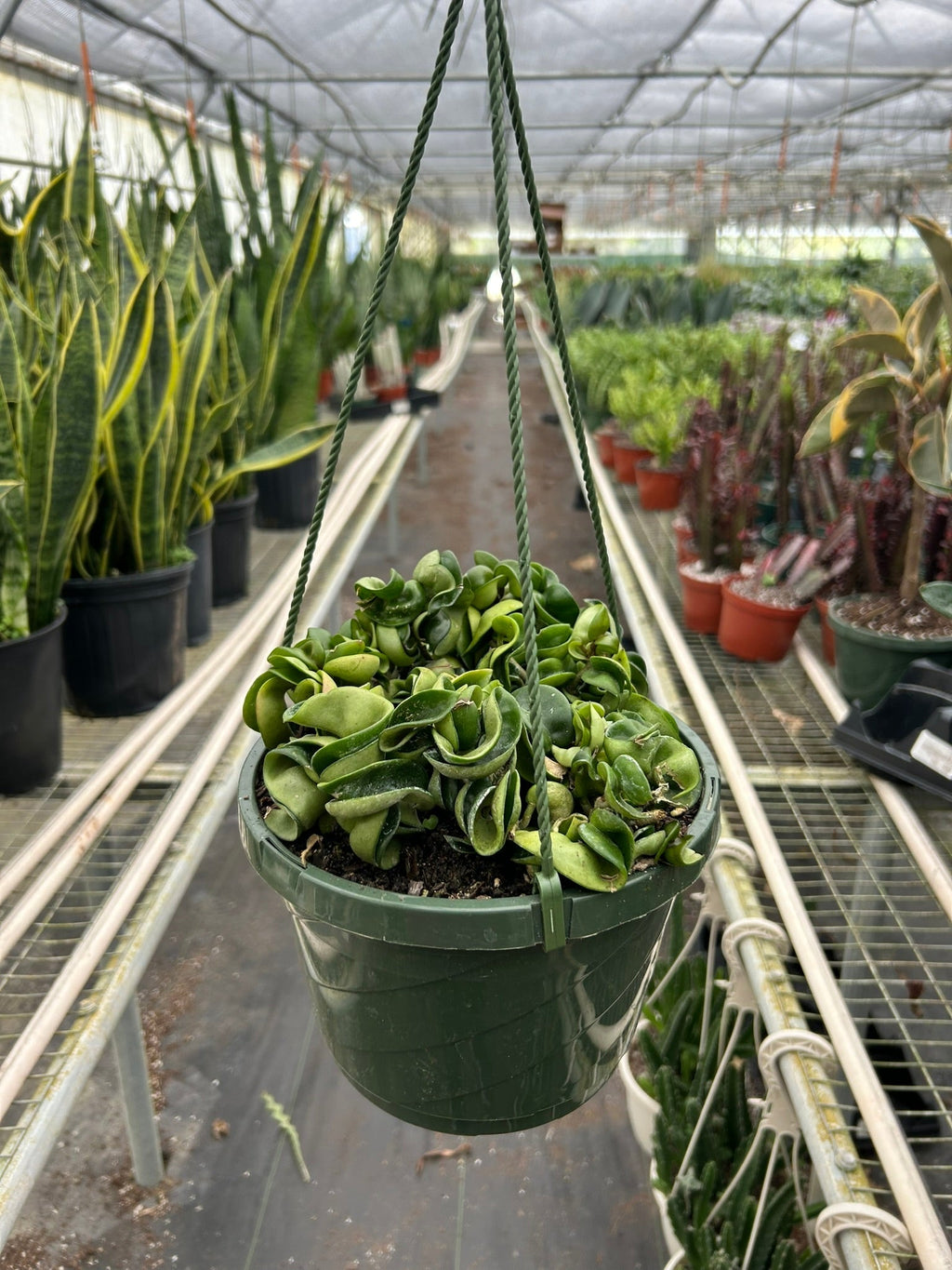 Hoya Rope Plant – view 10