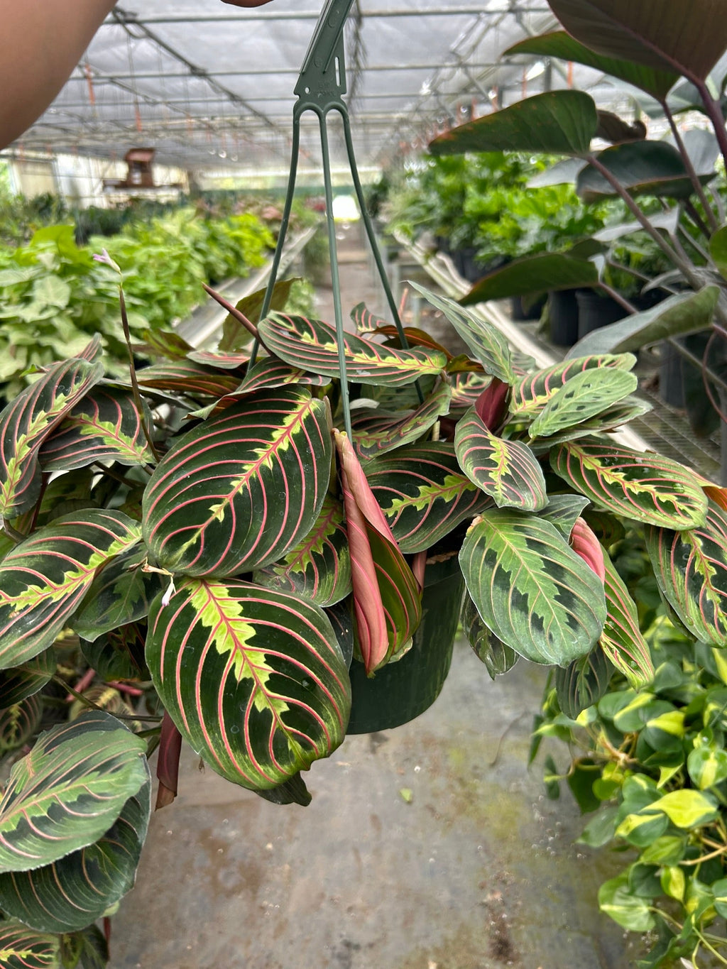 Maranta Red Prayer – view 7