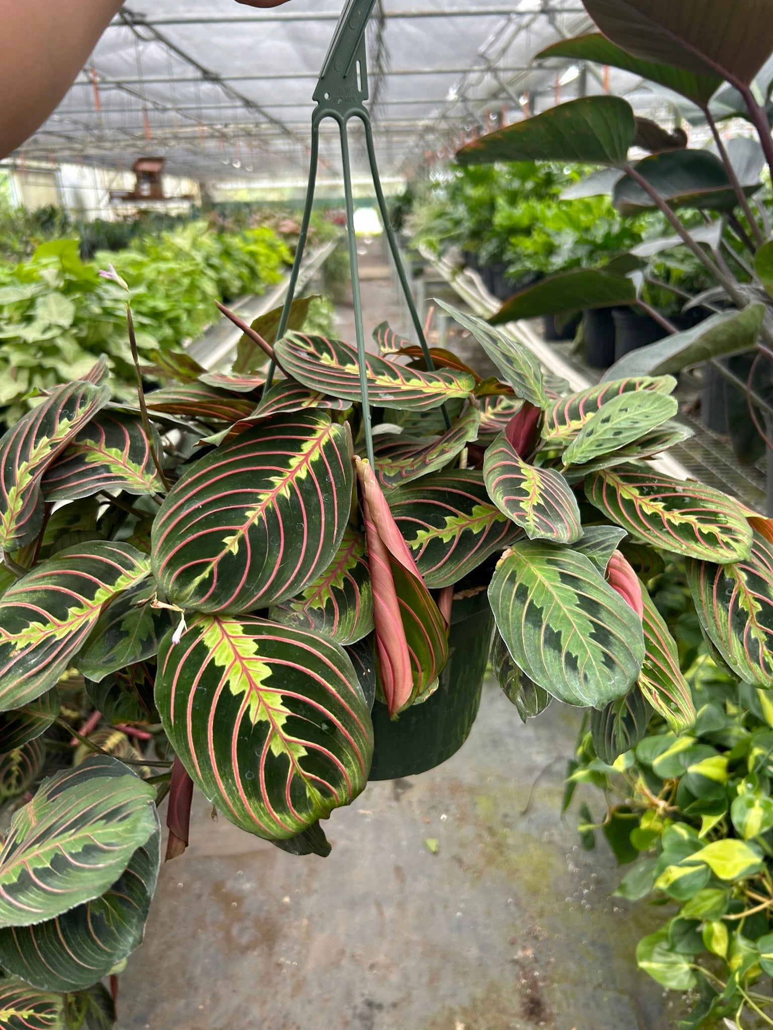 Maranta Red Prayer – view 7