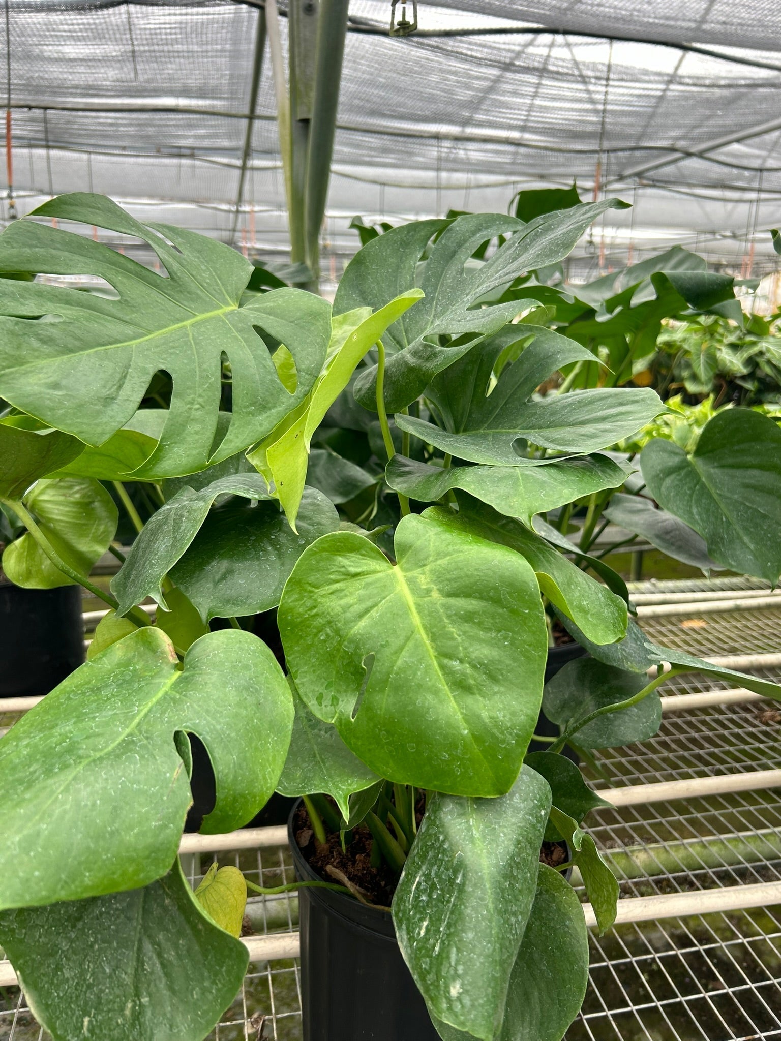 Monstera 'Split-Leaf' – view 12