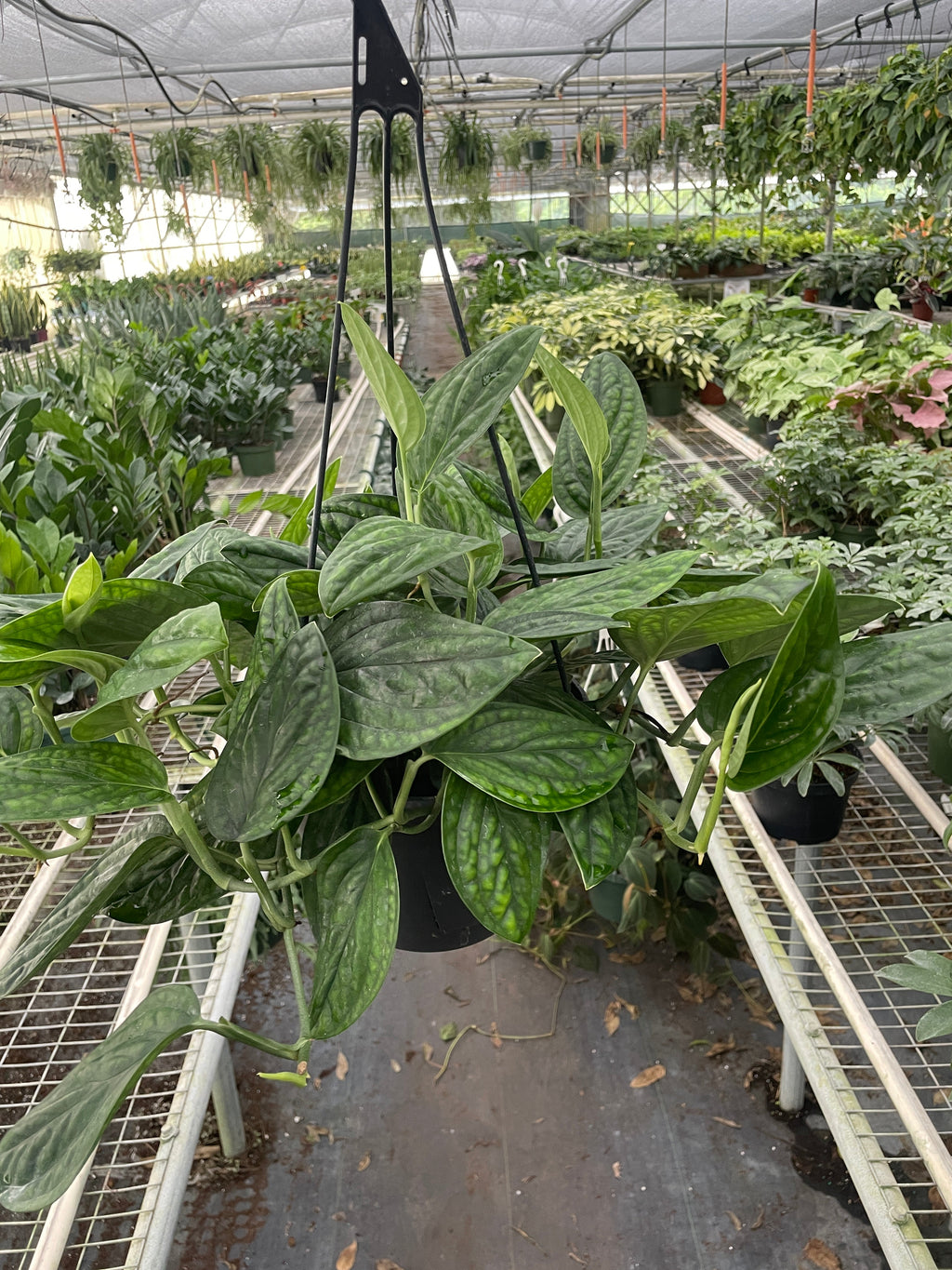 Monstera 'Peru' – view 7