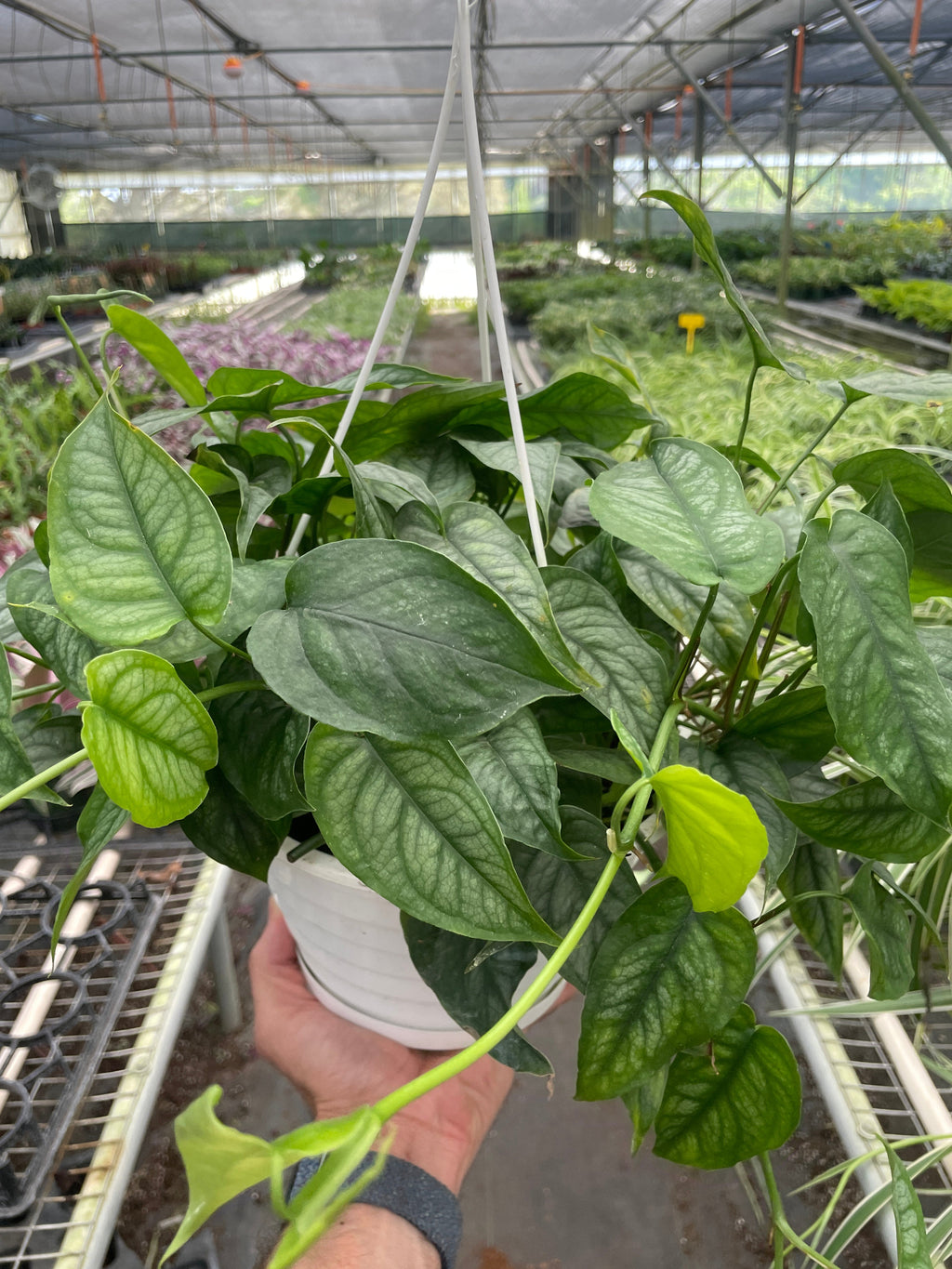 Monstera 'Siltepecana' – view 5