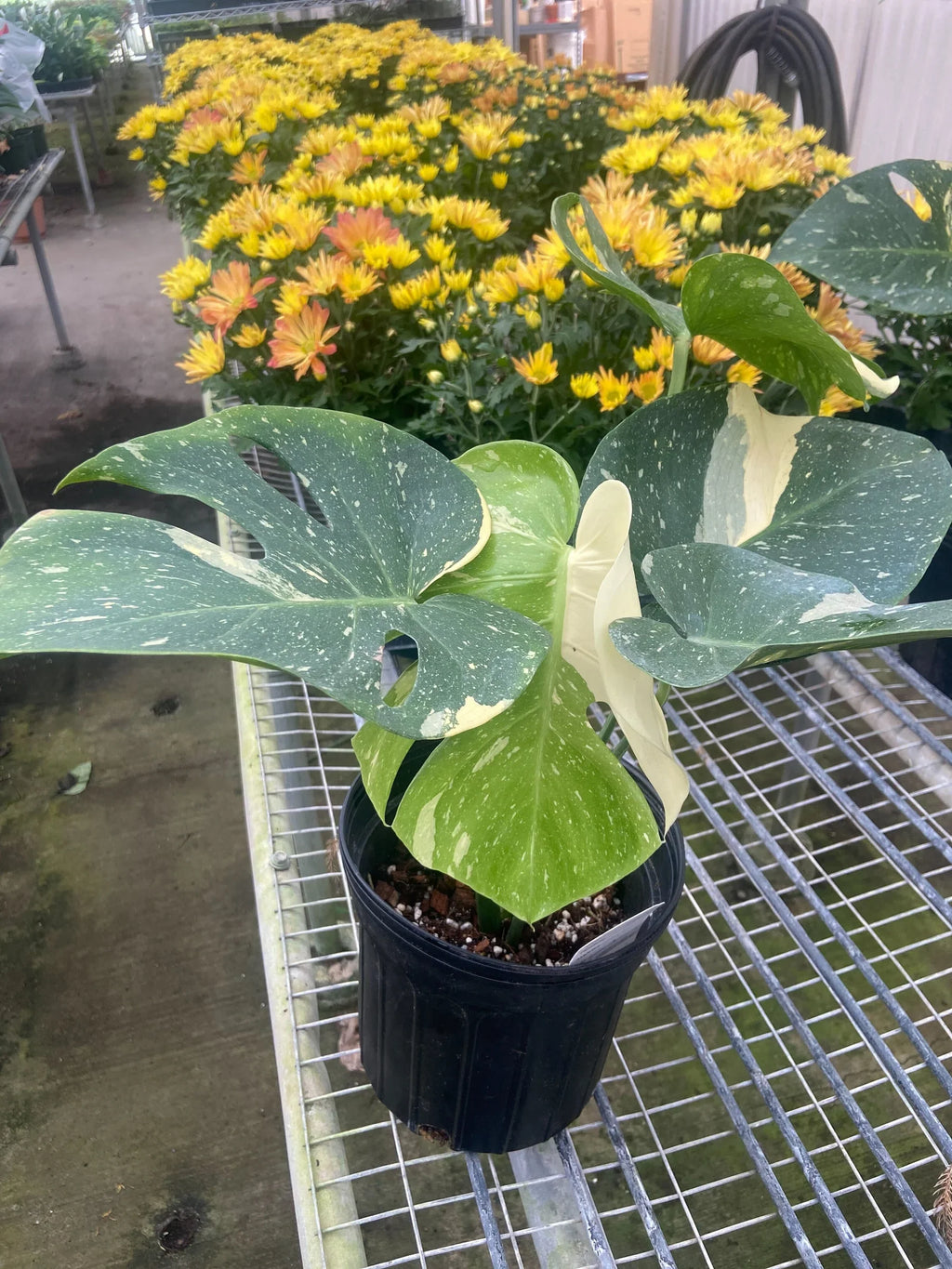 Monstera 'Thai Constellation' – view 10