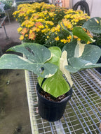 Monstera 'Thai Constellation' – view 10