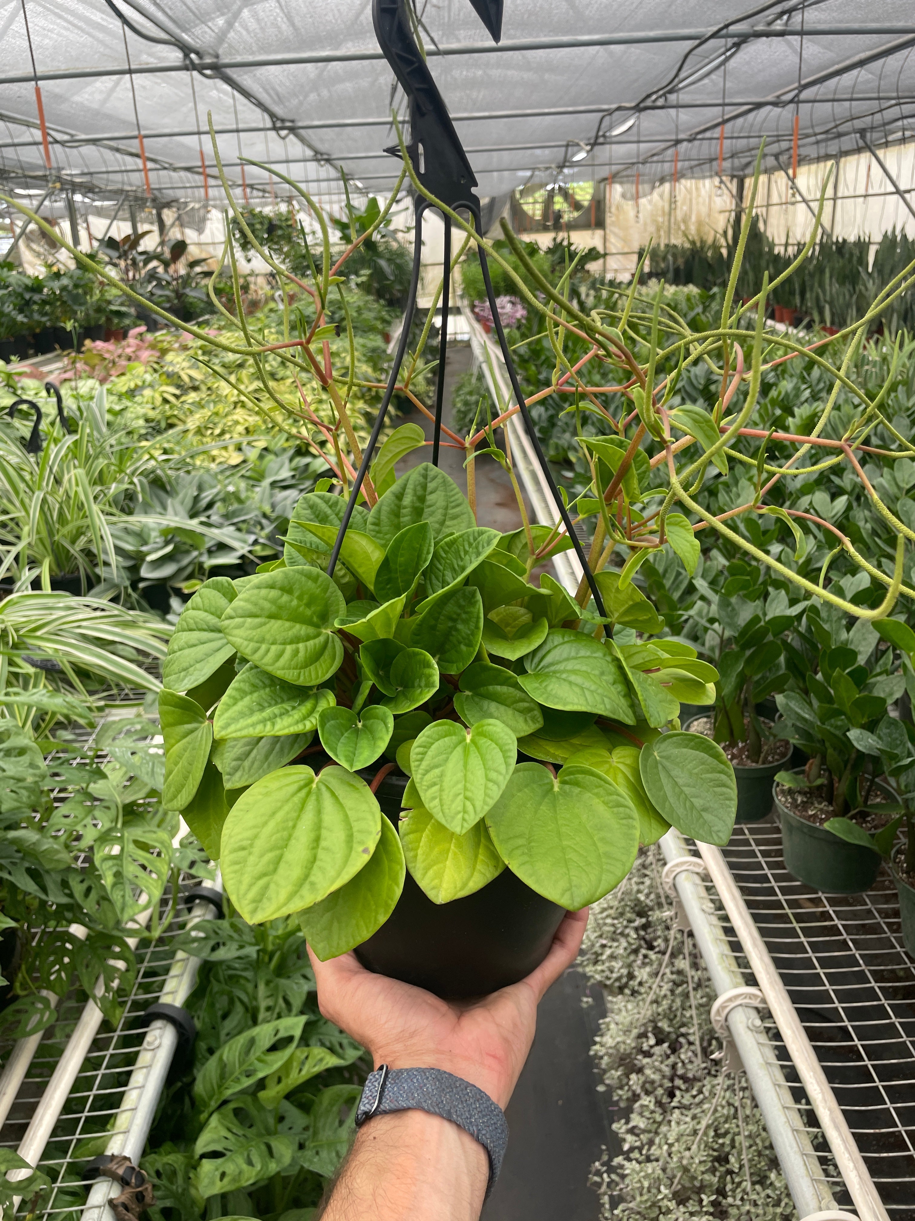 Peperomia 'Rana Verde' – view 6