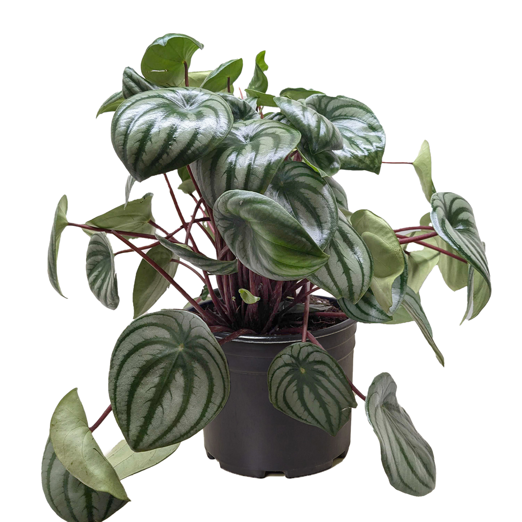 Peperomia Watermelon – view 5