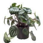 Peperomia Watermelon – view 5