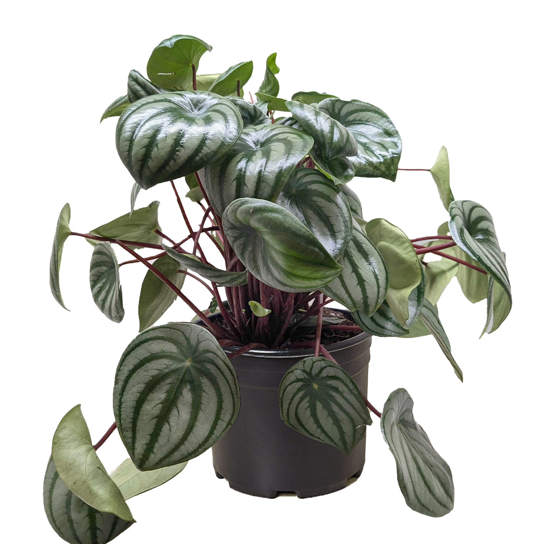 Peperomia Watermelon – view 5