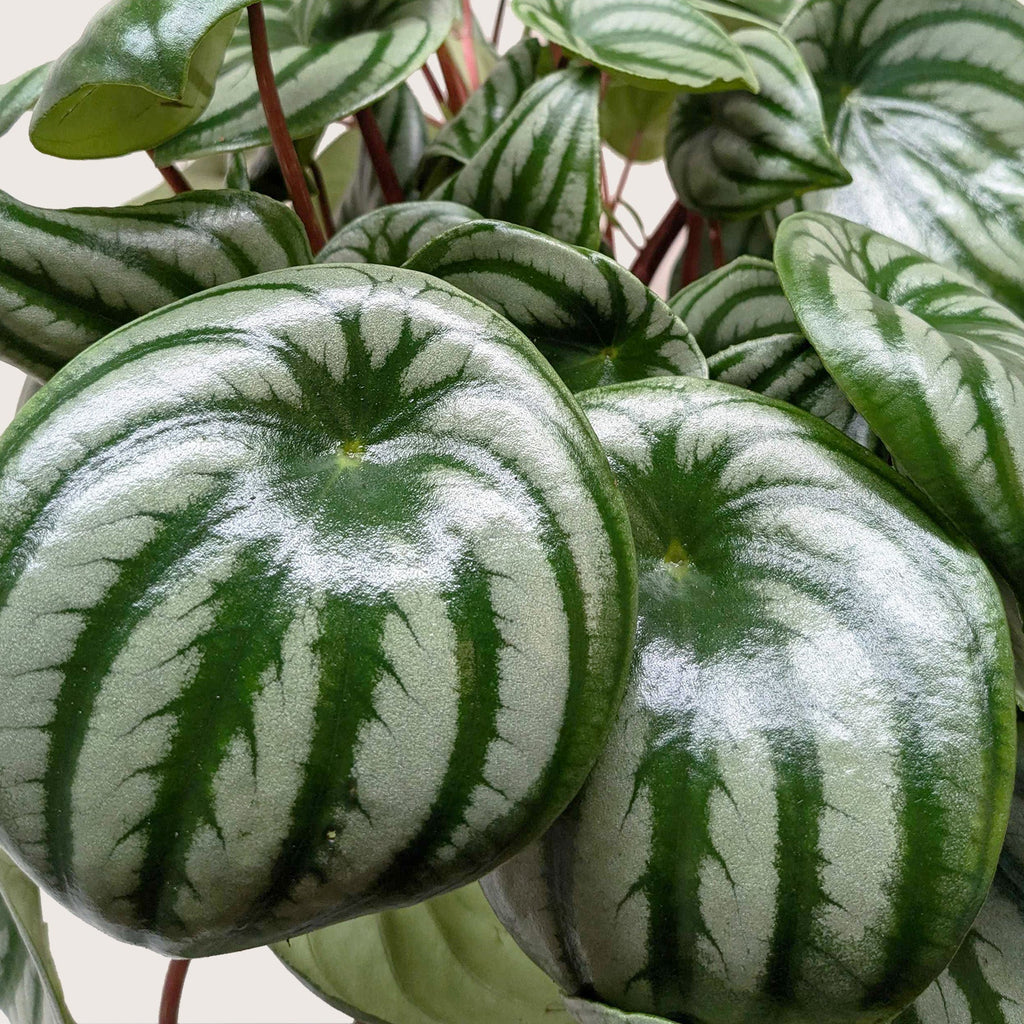 Peperomia Watermelon – view 6