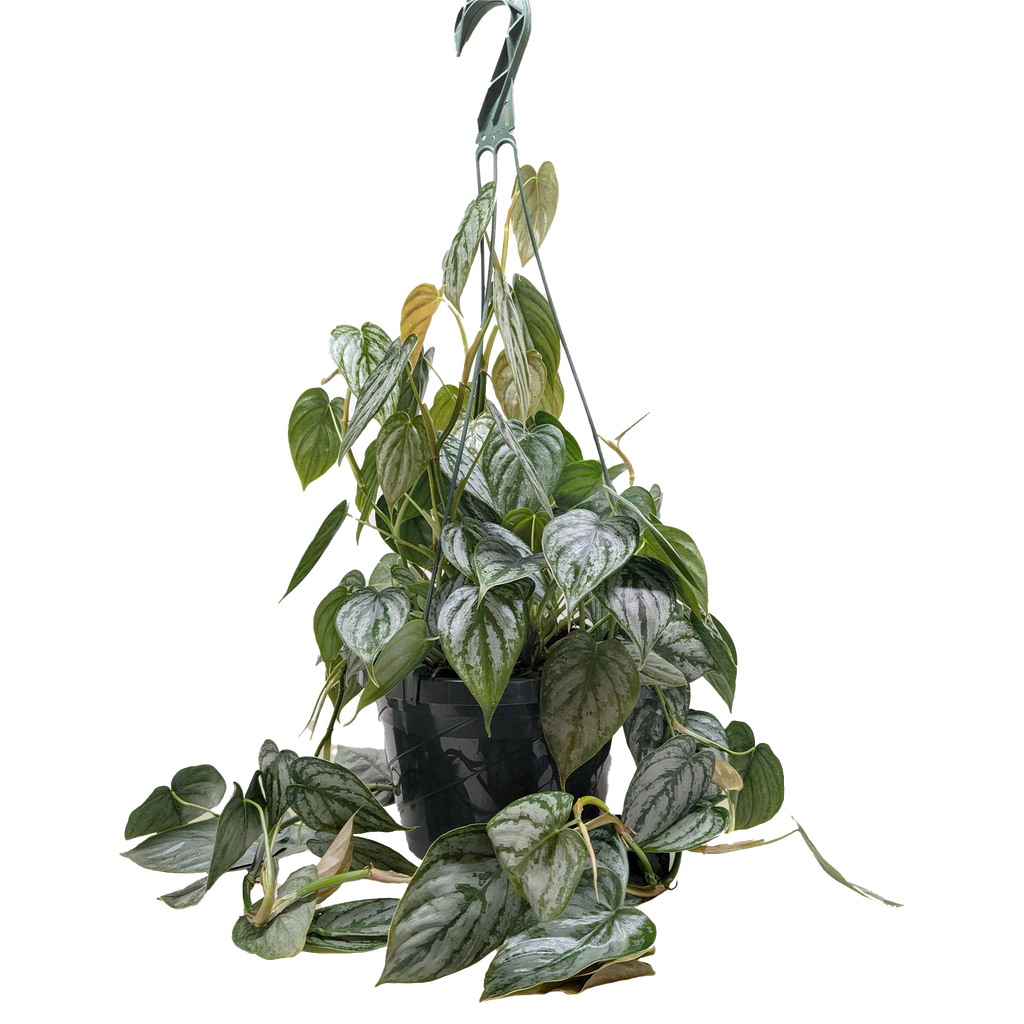 Philodendron 'Brandi' – view 3