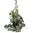 Philodendron 'Brandi' – view 3
