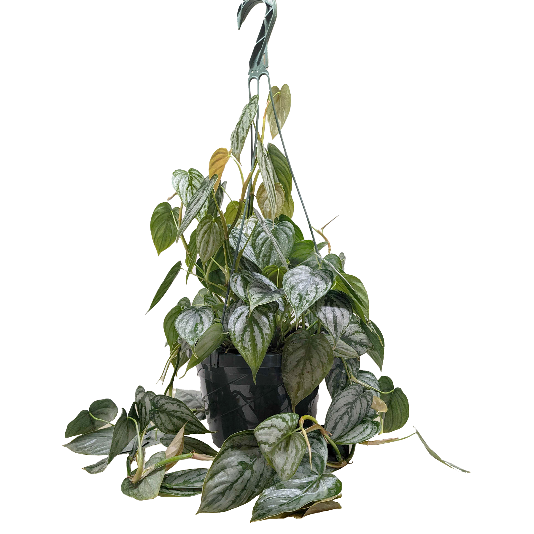 Philodendron 'Brandi' – view 3