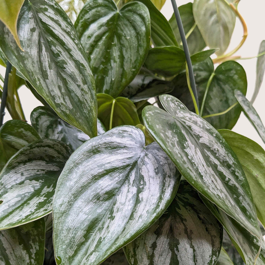 Philodendron 'Brandi' – view 2