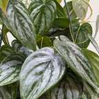 Philodendron 'Brandi' – view 2