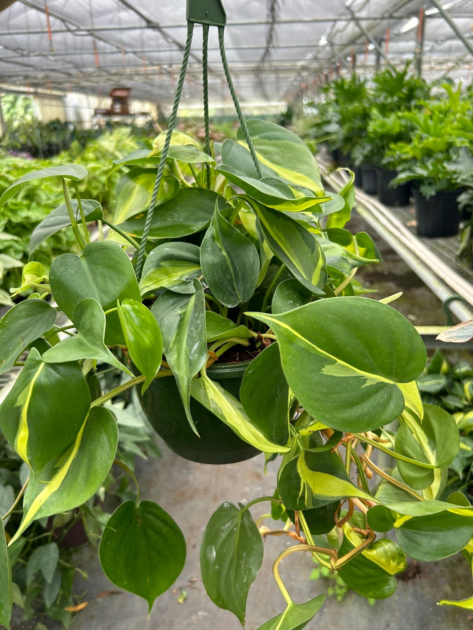 Philodendron 'Brasil' – view 5