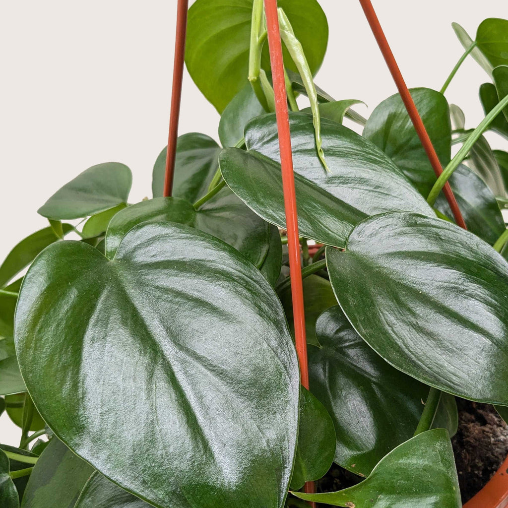 Philodendron Cordatum Heartleaf – view 10
