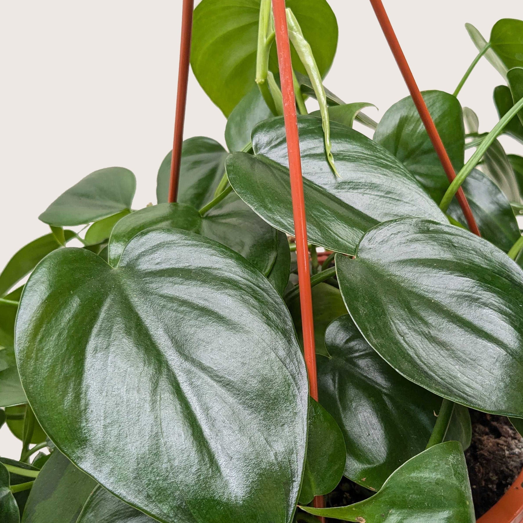 Philodendron Cordatum Heartleaf – view 10