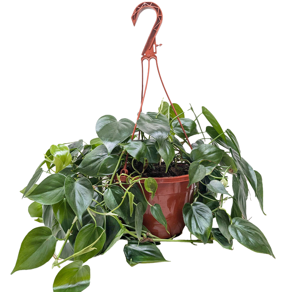 Philodendron Cordatum Heartleaf – view 9