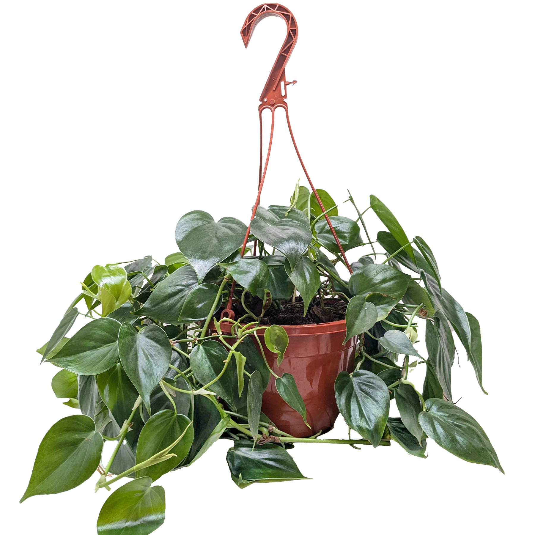 Philodendron Cordatum Heartleaf – view 9